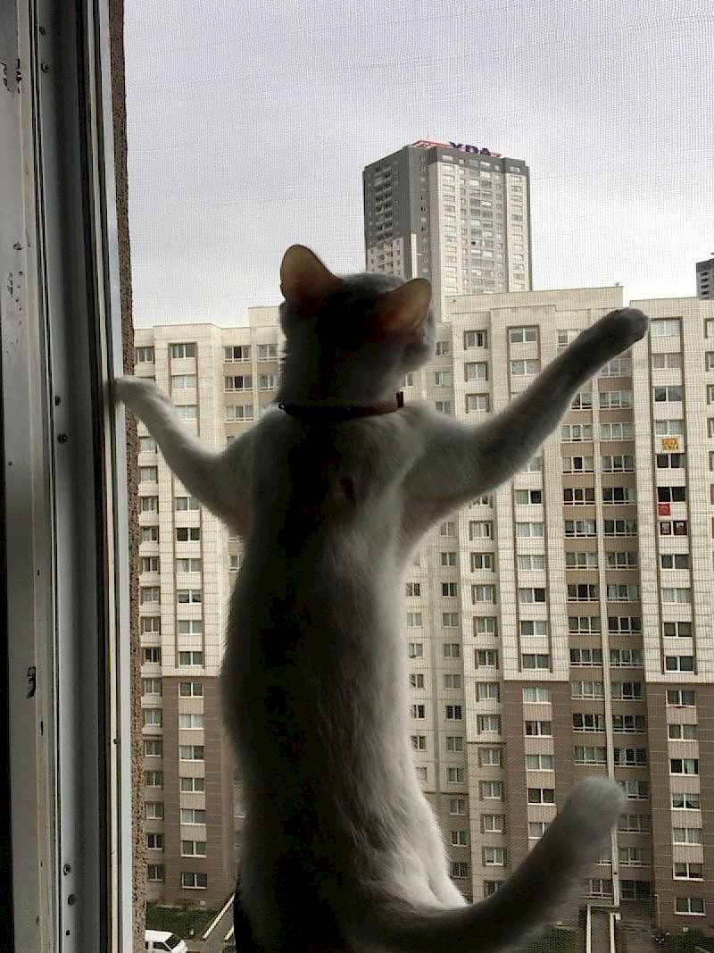 Kedi Sinekliği